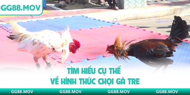 Tìm hiểu cụ thể về hình thức chọi gà tre